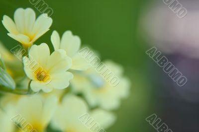 primrose