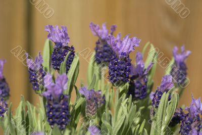 Lavender in bloom.