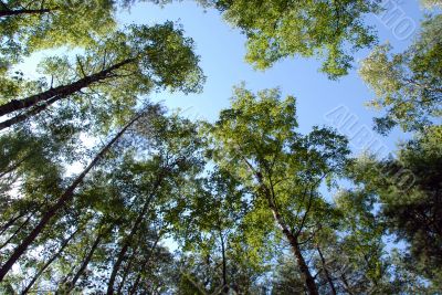 forest on the background of sky