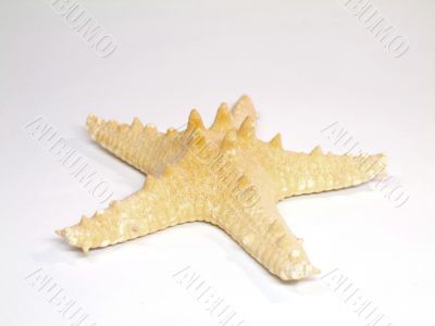 starfish 01