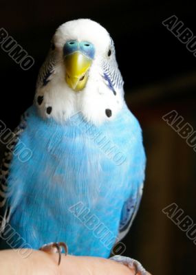 The Blue wavy parrot.