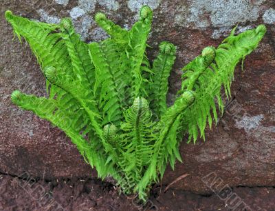 fern and stoun