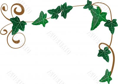 Ivy frame