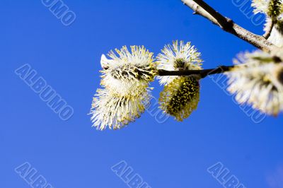 Buds of a willow