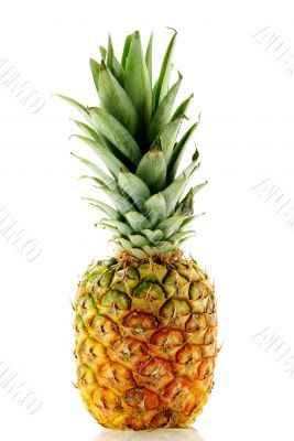 close up shot of ripe fresh pineapple