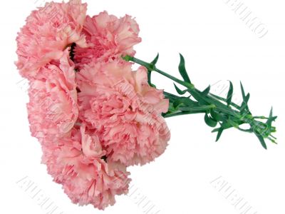 Pink carnations against the white background