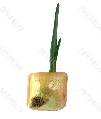 Grown cube onion bulb on white