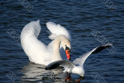 Graceful white swan on a water of lake and seagull