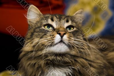 Cat`s portrait