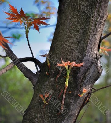 new maple leaves