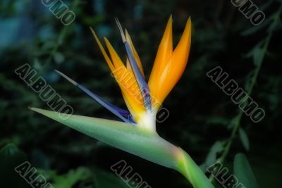 Bird of Paradise