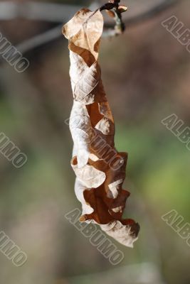 Dead Leaf Hanging