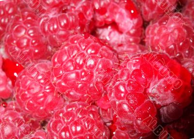 Raspberries