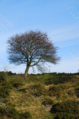 Lonely Tree