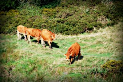 Marching Cows