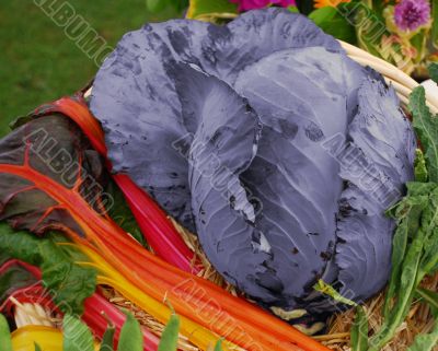 Rhubarb and Cabbage