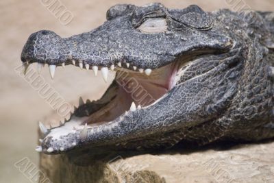 Closeup of a Crocodile