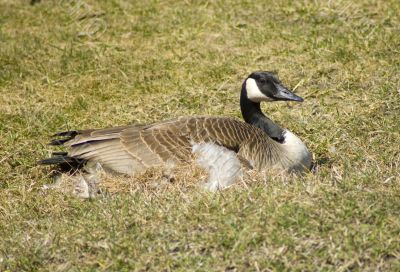 Canada Goose