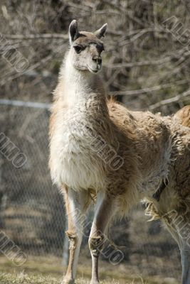 Llama
