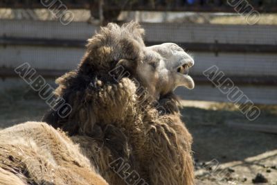 Camel Face