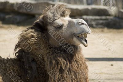 Camel Face