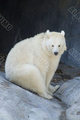 Albino Black Bear
