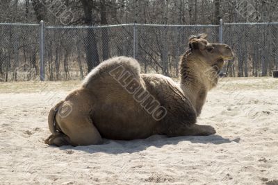 One-hump Camel