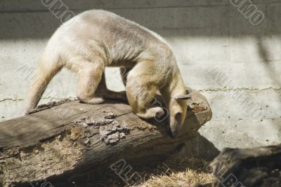 Ant Eater