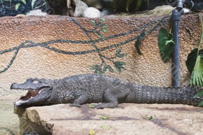 Crocodile