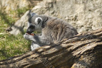 Lemur