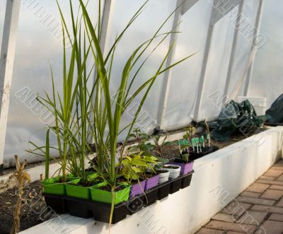 Greenhouse