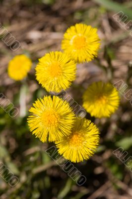 coltsfoot