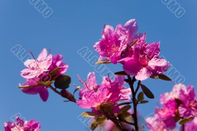 rhododendron ledebourii