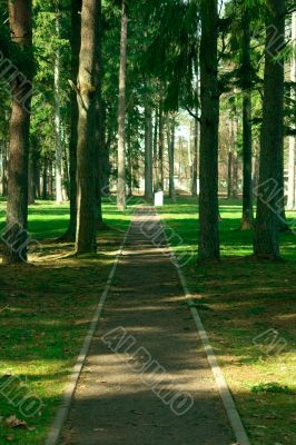 Road in the green park