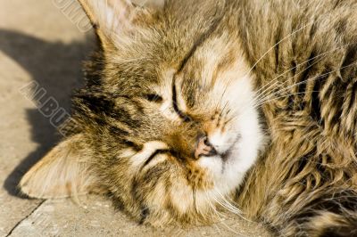 Cheerful cat enjoying summer sun