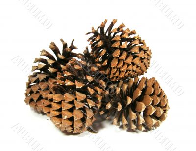 Some big cedar cones