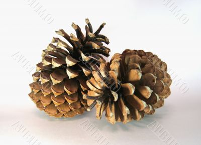 Two big cedar cones
