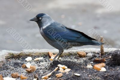 jackdaw