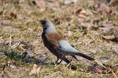 fieldfare
