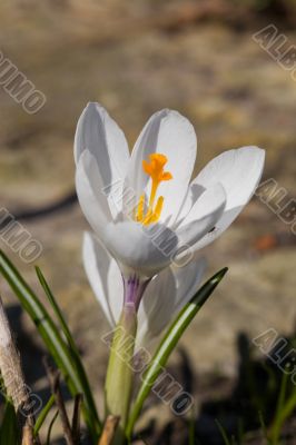 crocus