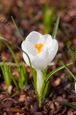 White crocus