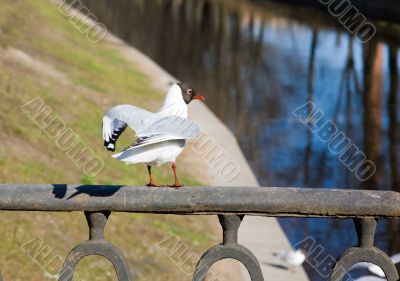 The flying up seagull