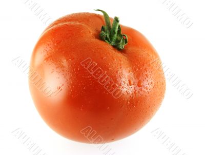 fresh ripe single tomato with drops of water