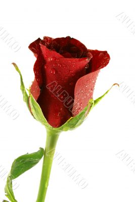 single beautifel red rose with droplets