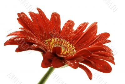 red gerber daisy with droplets