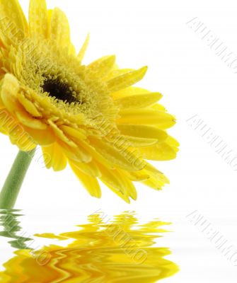 abstract yellow gerber daisy with droplets