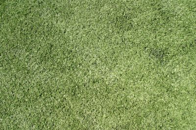 Green Lawn 6478