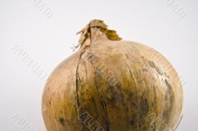 Onion