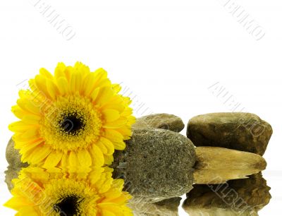 wet yellow gerber daisy on the stones