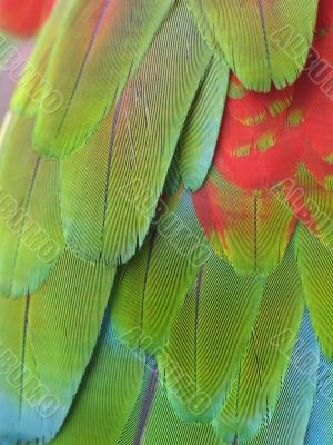 parrot feather close-up